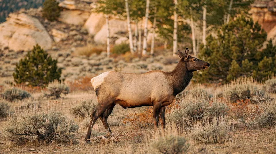 A cow elk without antlers standing at the edge of aspens