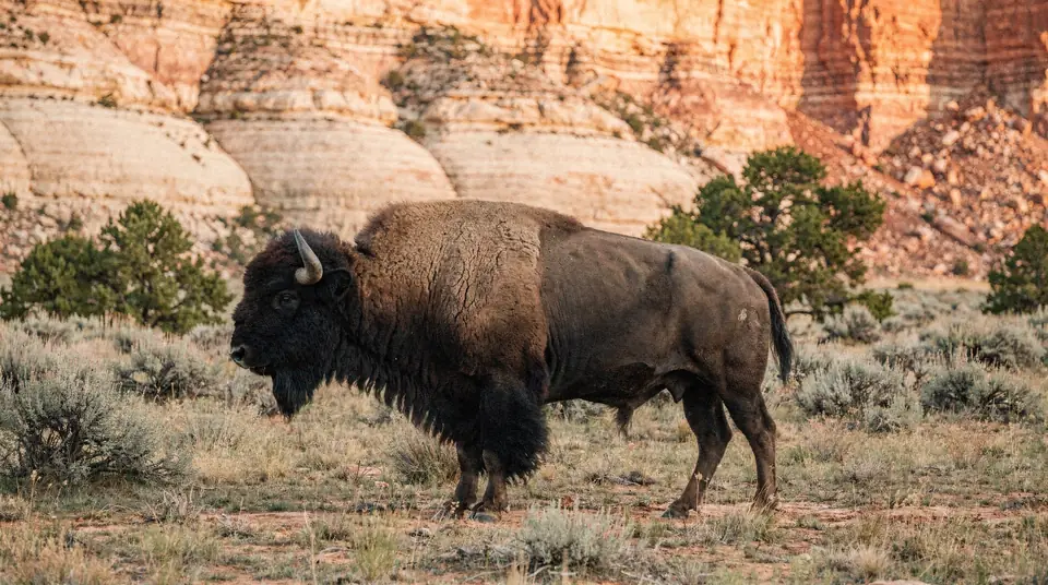 A bison bull with a massive shoulder hump in open grassland