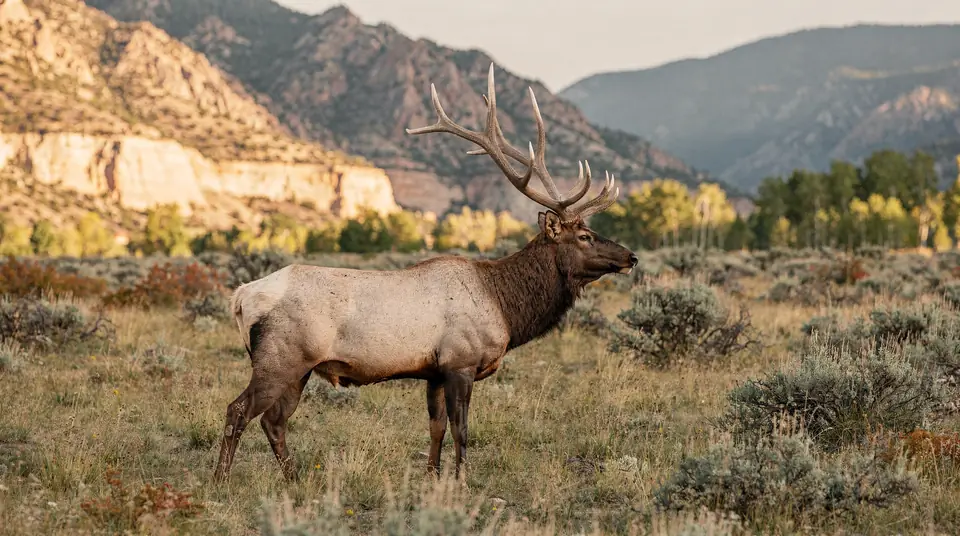 A bull elk with a six-point rack standing in a mountain meadow