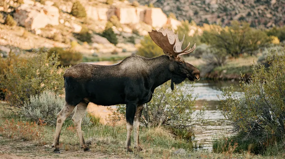 A bull moose with broad palmate antlers standing in willows by a creek