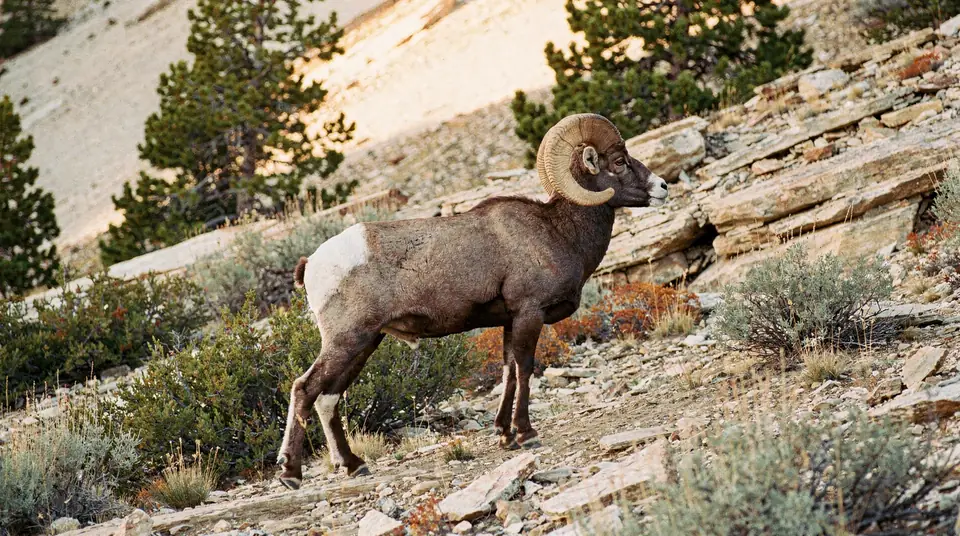 A Rocky Mountain bighorn ram with heavy curled horns on a rocky slope